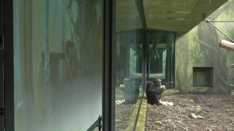 Šimpanzi z brněnské a královédvorské zoo se mohou vzájemně sledovat na obrazovce